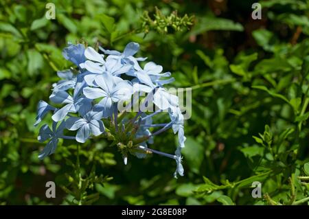 Blue Plumbago, Plumbago Auriculata, genannt Kap Plumbago oder Kap Leadwort Stockfoto