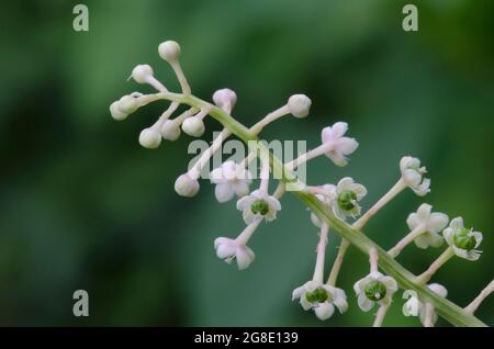 Amerikanische Frankreich, Phytolacca americana Stockfoto