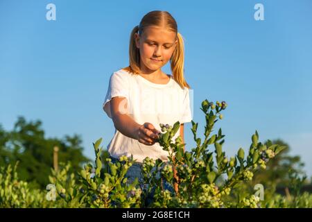 Nettes kleines Mädchen pflücken Heidelbeeren auf Bio-Bauernhof. Stockfoto