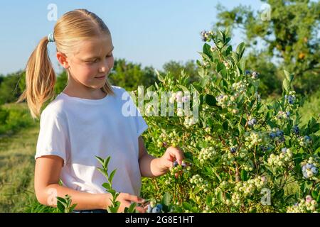 Kleines Mädchen pflücken Heidelbeeren auf Bio-Bauernhof. Stockfoto