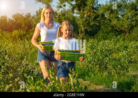 Die junge Mutter mit ihrer Tochter pflückt Heidelbeeren auf einem Bio-Bauernhof. Stockfoto