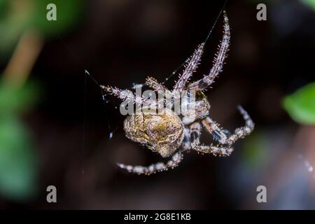 Eine große Spinne sitzt im Netz, kreuzt sich bei einer Nachtjagd Stockfoto