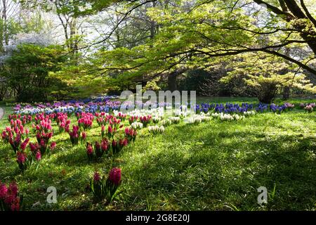 Eine Wiese voller weißer, blauer, rosa und roter Hyazinthen im botanischen Garten unter einem Ahornbaum. Stockfoto