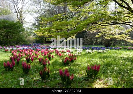 Eine Wiese voller weißer, blauer, rosa und roter Hyazinthen im botanischen Garten unter einem Ahornbaum. Stockfoto