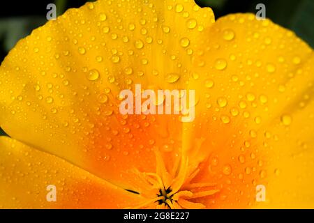 Leuchtend gelb-orange Blume Eschschscholzia (kalifornischer Mohn) in häufigen Regentropfen auf den Blütenblättern aus der Nähe. Foto als Hintergrund Stockfoto