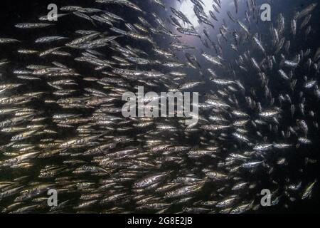 Eine große Schule von kleinen Fischen, die im Vancouver Wharf in British Columbia schwimmen. Stockfoto