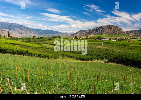 Blick auf die landwirtschaftliche Landschaft und Weinberge während der Sommersaison in Osoyoos im Okanagan Valley, British Columbia, Kanada. Stockfoto