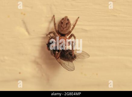 Springende Spinne, Icius-Arten, Harmati?, Malta, Mittelmeer Stockfoto