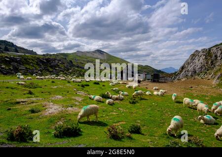 Schafherde, La Pierre Saint-Martin, zentrale Pyrenäen, Departement Pyrenees-Atlantiques. Region Nouvelle-Aquitaine, Pays Baskisch, Baskenland Stockfoto