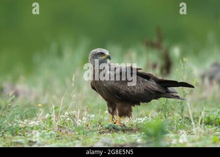 Schwarzdrachen (Milvus migrans) auf der Nahrungssuche, in der Nähe von Madzarovo, Bulgarien Stockfoto