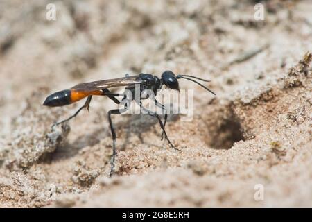 Rotbanderige Sandwespe (Ammophila sabulosa), Emsland, Niedersachsen, Deutschland Stockfoto