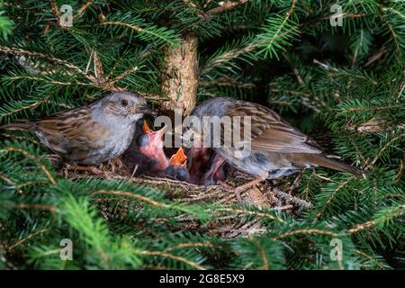 Dunnock (Prunella modularis) Erwachsene, die Jungtiere im Nest füttern, Baden-Württemberg, Deutschland Stockfoto