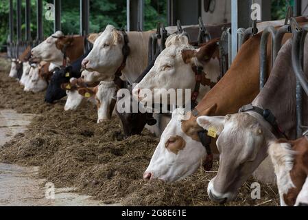 Milchkühe essen in einer freien Stallscheune, Bayern, Deutschland Stockfoto