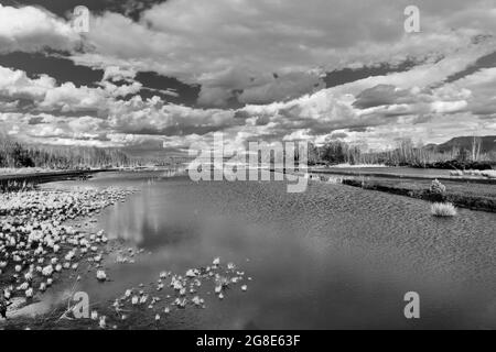 Feuchtes Torfschneidegebiet in der Moorlandschaft, Bodenbeckenmoor bei Raubling, Scharzweiss Foto Bayern, Deutschland Stockfoto