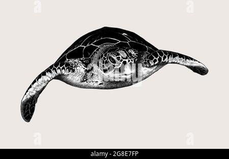 Handgezeichnete Skizze Meeresschildkröte isoliert auf beigem Hintergrund. Vintage-Style. Vektorgrafik für Poster und Print Stock Vektor