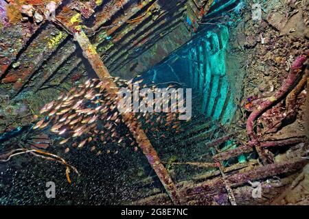 Schwarm goldener Schweinekehrmaschine (Parapriacanthus ransonneti), die in einem Schiffswrack schwimmt, das mit Sponge (Porifera), Segelschiff, rotem Meer, Abu bedeckt ist Stockfoto