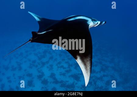 Riff-Mantarochen (Mobula alfredi), Rotes Meer, Daedalus Reef, Abu el Kizan, Ägypten Stockfoto