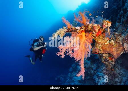 Diwer mit Lampe, die große Klunzinger's Soft Coral (Dendronephthya klunzingeri) auf einer steilen Wand im Hintergrund von Sonne, rotem Meer, Fury Shoals, Ägypten betrachtet Stockfoto