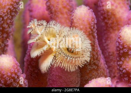 Weihnachtsbaumwurm (Spirobranchus giganteus) auf rosa Steinkorallen, Rotes Meer, Fury Shoals, Ägypten Stockfoto