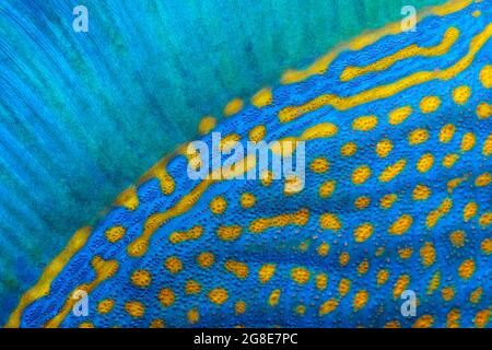 Rückenflosse und Schuppen von blauen Streifen-Triggerfischen (Pseudobalistes fuscus), Detail, Rotes Meer, Fury Shoals, Ägypten Stockfoto