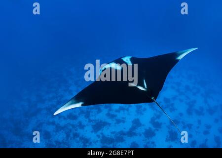 Riff-Mantarochen (Mobula alfredi), Rotes Meer, Daedalus Reef, Abu el Kizan, Ägypten Stockfoto