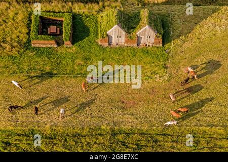 Isländische Pferde, die um Pferdestall und Werkzeugschuppen in original Torfkonstruktion grasen, Lytingsstaoir, Nordisland, Island Stockfoto