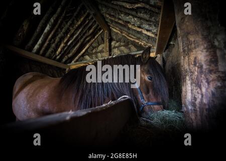 Isländisches Pferd (Equus islandicus) im Pferdestall in original Torfkonstruktion, Lytingsstaoir, Nordisland, Island Stockfoto