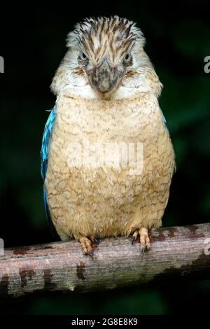 Blauflügelige Kookaburra (Dacelo leachii) Blauflügelige Kookaburra, Tierportrait, Habitat Australia, Captive, Deutschland Stockfoto