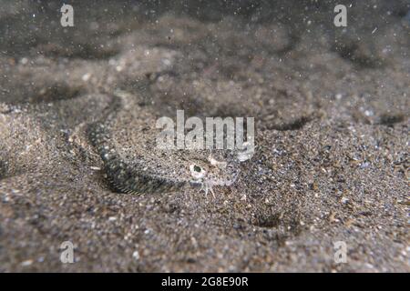 Unterwasserbild eines jungen Sterns, der im Sand liegt. Stockfoto