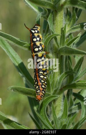 Sperber-Falkenmotte (Celerio eumorbiae) auf der Wirtspflanze, Hessen, Deutschland Stockfoto