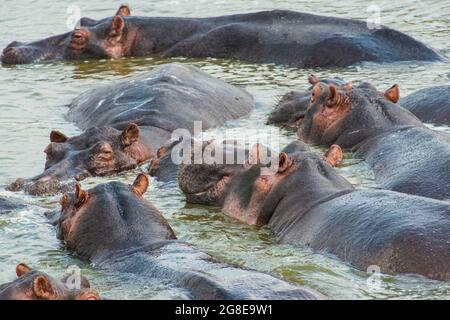 Nilpferd (Hippopotamus amphibius) im Wasser baden. Queen Elizabeth National Park, Uganda, Afrika Stockfoto