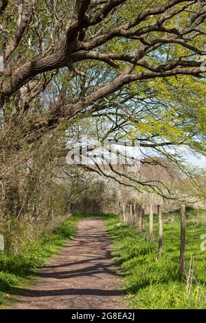 Wanderweg, Naturschutzgebiet Geltinger Birk, Geltinger Bucht, Schleswig-Holstein, Deutschland Stockfoto