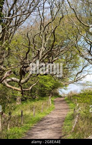 Wanderweg, Naturschutzgebiet Geltinger Birk, Geltinger Bucht, Schleswig-Holstein, Deutschland Stockfoto