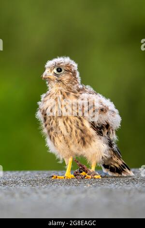 Gewöhnlicher Turmfalken (Falco tinnunculus), noch nicht fliegender Jungvögel mit Maus, Vulkaneifel, Rheinland-Pfalz, Deutschland Stockfoto