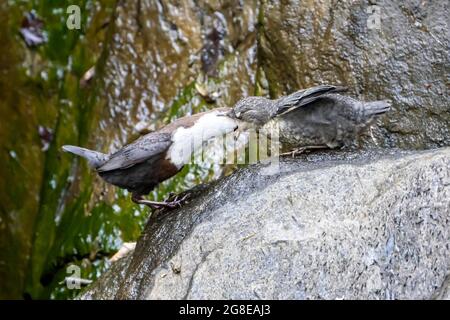 Weißbrusttaucher (Cinclus cinclus) füttert Jungvögel, Rheinland-Pfalz, Deutschland Stockfoto