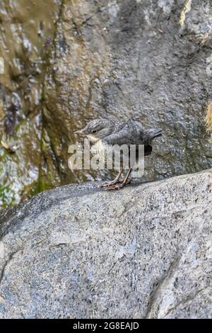 Weißbrusttaucher (Cinclus cinclus), Jungvögel, Vulkaneifel, Rheinland-Pfalz, Deutschland Stockfoto