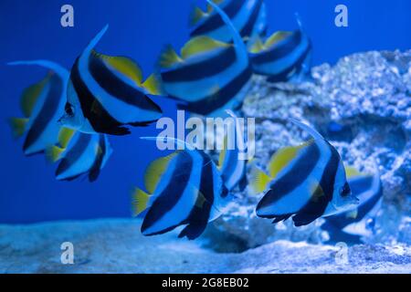 Pterophyllum scalare, schwarze und weiße Streifen und gelbe Flossen. Am häufigsten als Angelfisch, Süßwasserangelfisch oder Angel-Koi bezeichnet Stockfoto