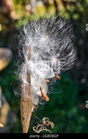 Milchkrautkernschote öffnen. Schmetterlingskraut (Asclepias tuberosa) Stockfoto