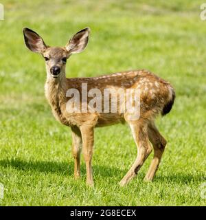 Weißfleckige Schwarzschwanzhirschfawn grasen in Alert. Quail Hollow County Park, Santa Cruz County, Kalifornien, USA. Stockfoto