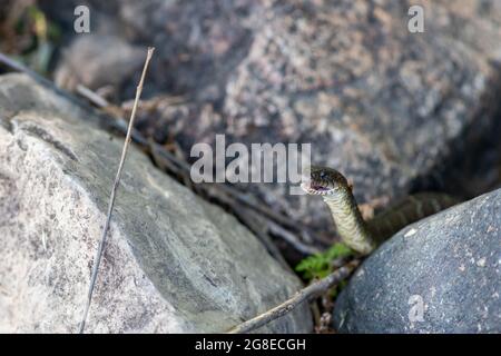 Eine nördliche Wasserschlange (Nerodia sipedon sipedon) hat ihren Kopf mit leicht geöffnetem Mund zwischen großen Felsen angehoben. Stockfoto