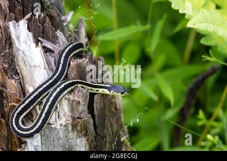Eine gewöhnliche Strumpfschlange (Thamnophis sirtalis) hat ihren Körper gebogen, wo sie auf einem Baumstumpf mit rissiger Rinde und Holz an der Spitze ruht. Stockfoto