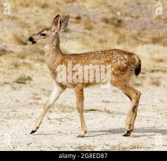 Schwarzschwanz-Hirschkitz-Profil mit weißen Punkten. Quail Hollow County Park, Santa Cruz County, Kalifornien, USA. Stockfoto