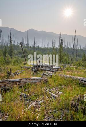 Waldboden und rauchiger Himmel im Kootenay National Park, British Columbia, Kanada Stockfoto