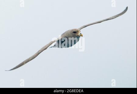 Nördlicher Fulmar, Fulmaris glacialis, im Flug, Kurilinseln, russischer Ferner Osten Stockfoto