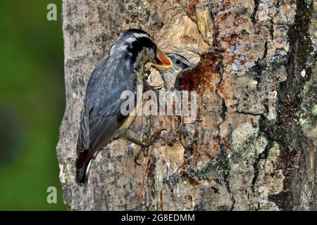 Ein rotreihiger Nuthatch „Sitta canadensis“, der ihre Jungen an einem Nest in einem toten Baum im ländlichen Alberta, Kanada, füttert Stockfoto