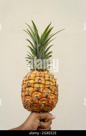 Hand hält EINE reife Ananas Stockfoto