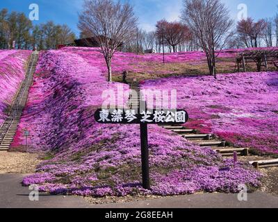 Higashimokoto Shibazakura Park, Hokkaido, Japan Stockfoto