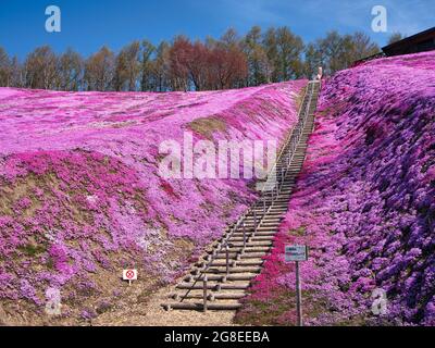 Higashimokoto Shibazakura Park, Hokkaido, Japan Stockfoto