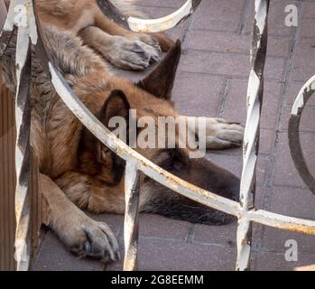 Schäferhund hinter einem Zaun auf dem Territorium eines Privathauses. Stockfoto