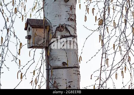 Ein altes Vogelhaus aus Holz hängt hoch auf einer Birke. Stockfoto